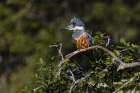 Ringed kingfisher, Pantanal, Brazil Art Print